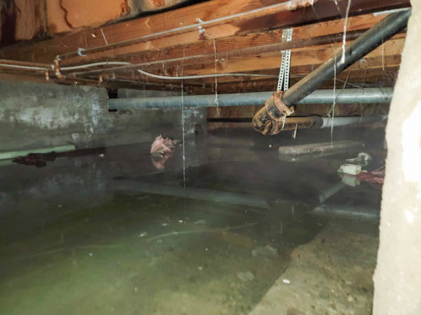 Best Ceiling water damage repair  in Mount Carmel, TN